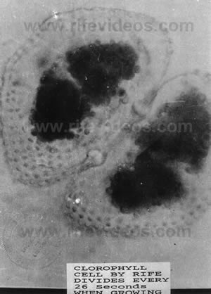 Rife Clorophyll Algae